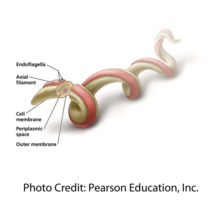 drawing of borrelia spirochete by Pearson Eduction Inc