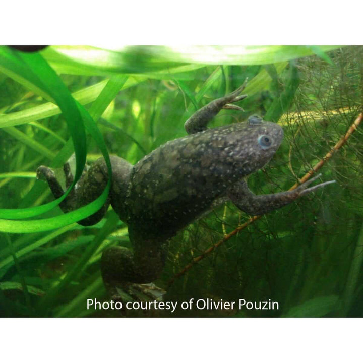 photograph of xenopus laevis
