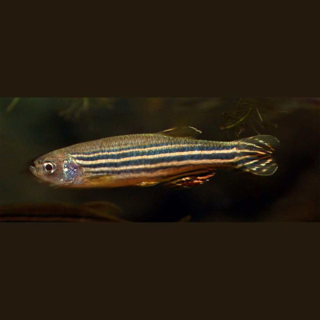 zebrafish danio rerio
