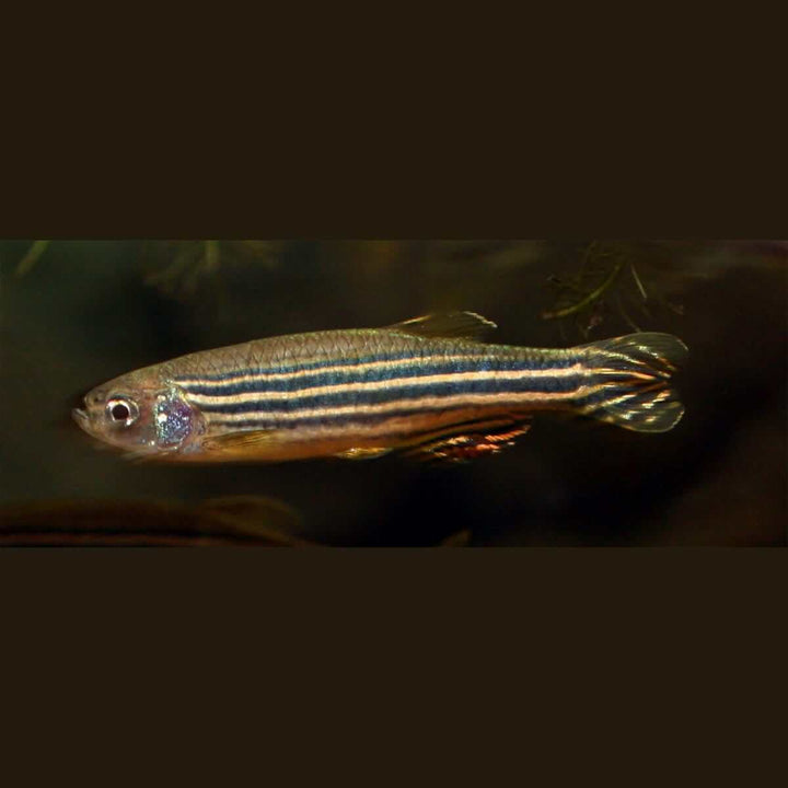 zebrafish danio rerio