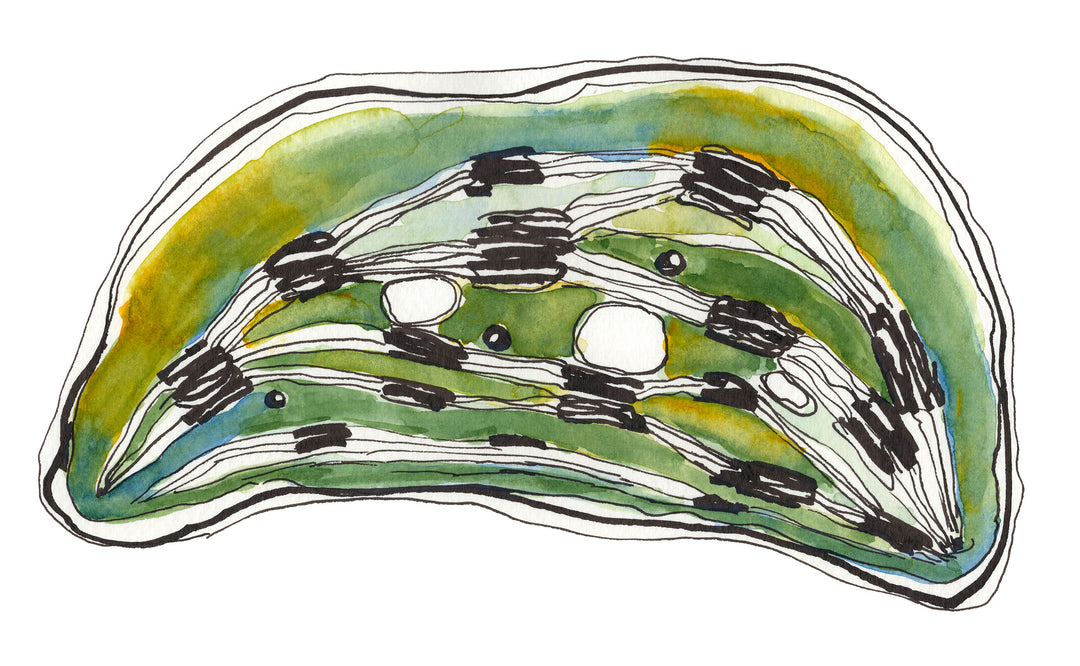 chloroplast watercolor by ontogenie