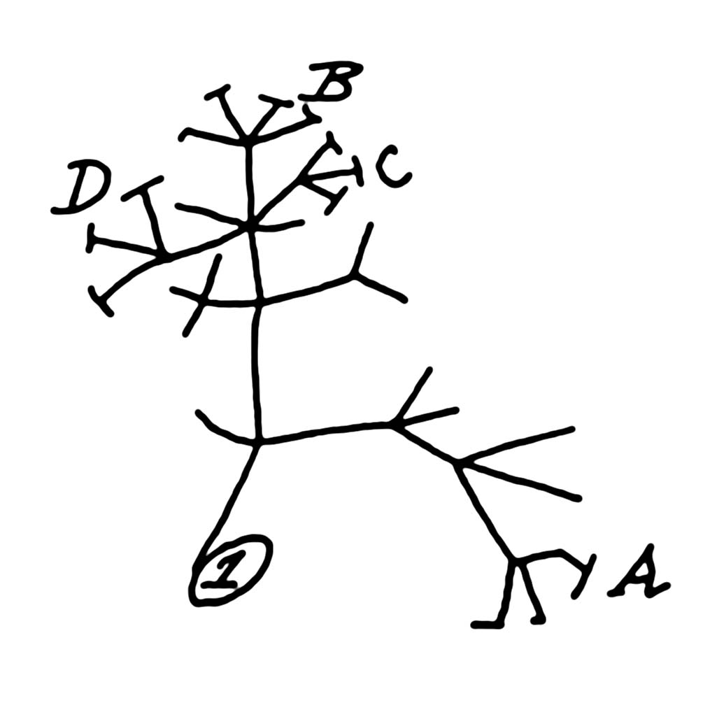 darwin phylogenetic tree