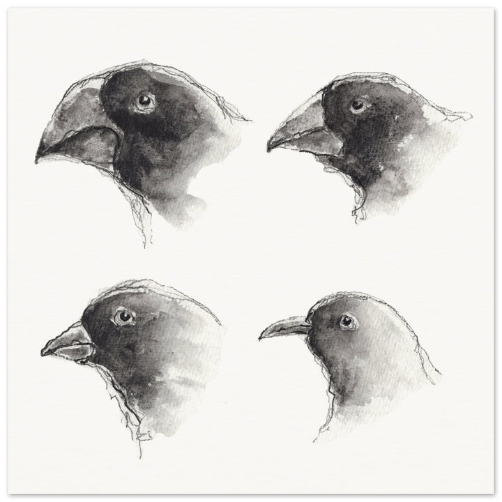 darwin galapagos finches watercolor and ink art print, unframed