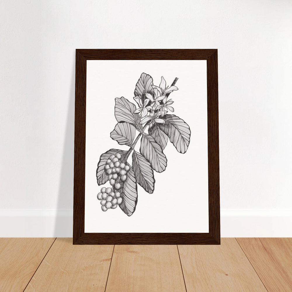coffea arabica ink drawing 