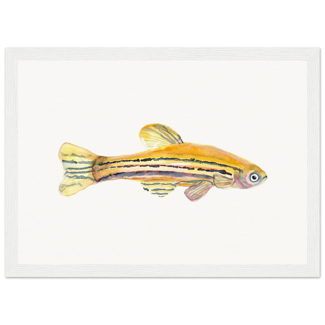 framed print of zebrafish watercolor painting by ontogenie