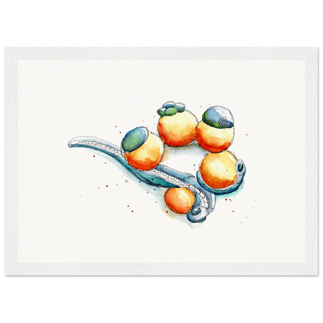 framed print of zebrafish development watercolor painting by ontogenie