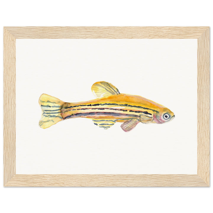 framed print of zebrafish watercolor painting by ontogenie