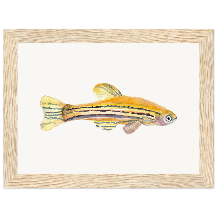 framed print of zebrafish watercolor painting by ontogenie