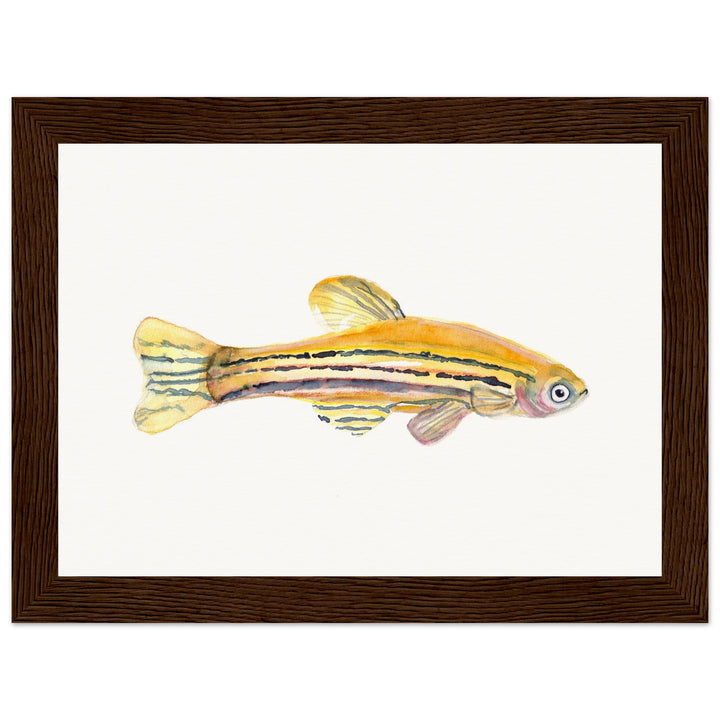 framed print of zebrafish watercolor painting by ontogenie