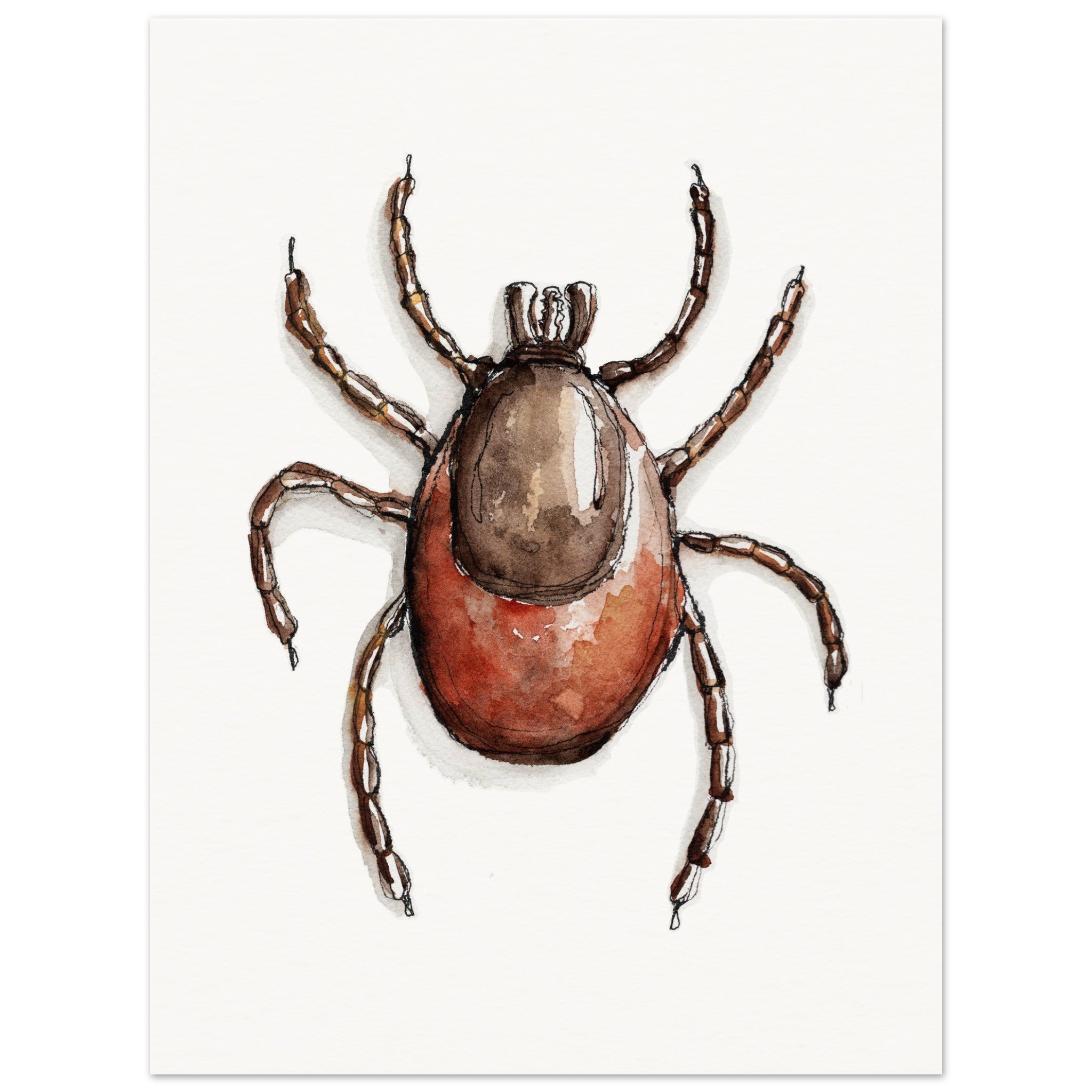 Ixodes Tick Art Print – Ontogenie