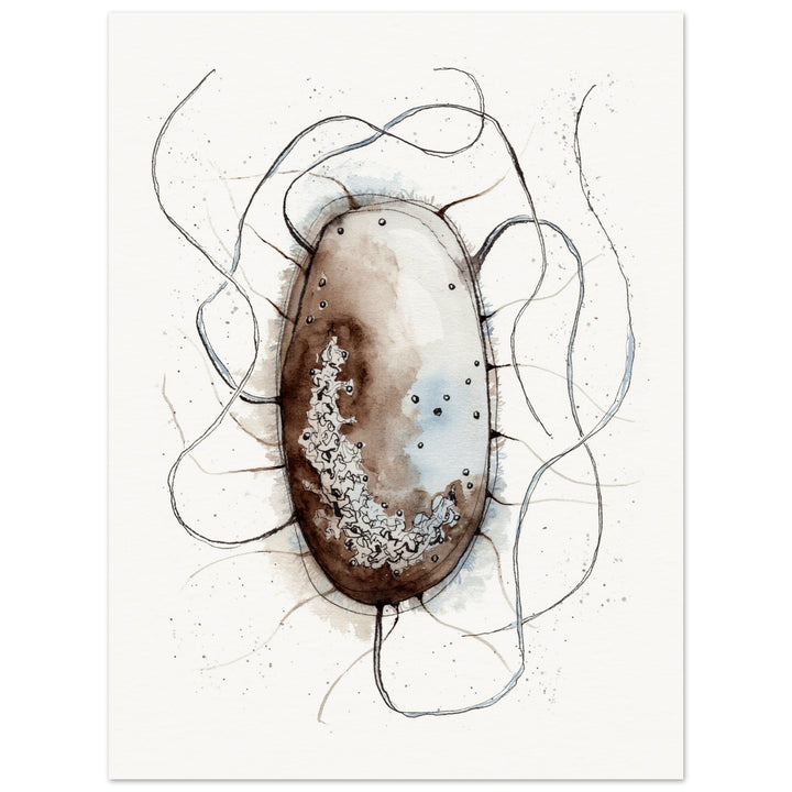 print of original watercolor painting of an E. coli bacterium by ontogenie