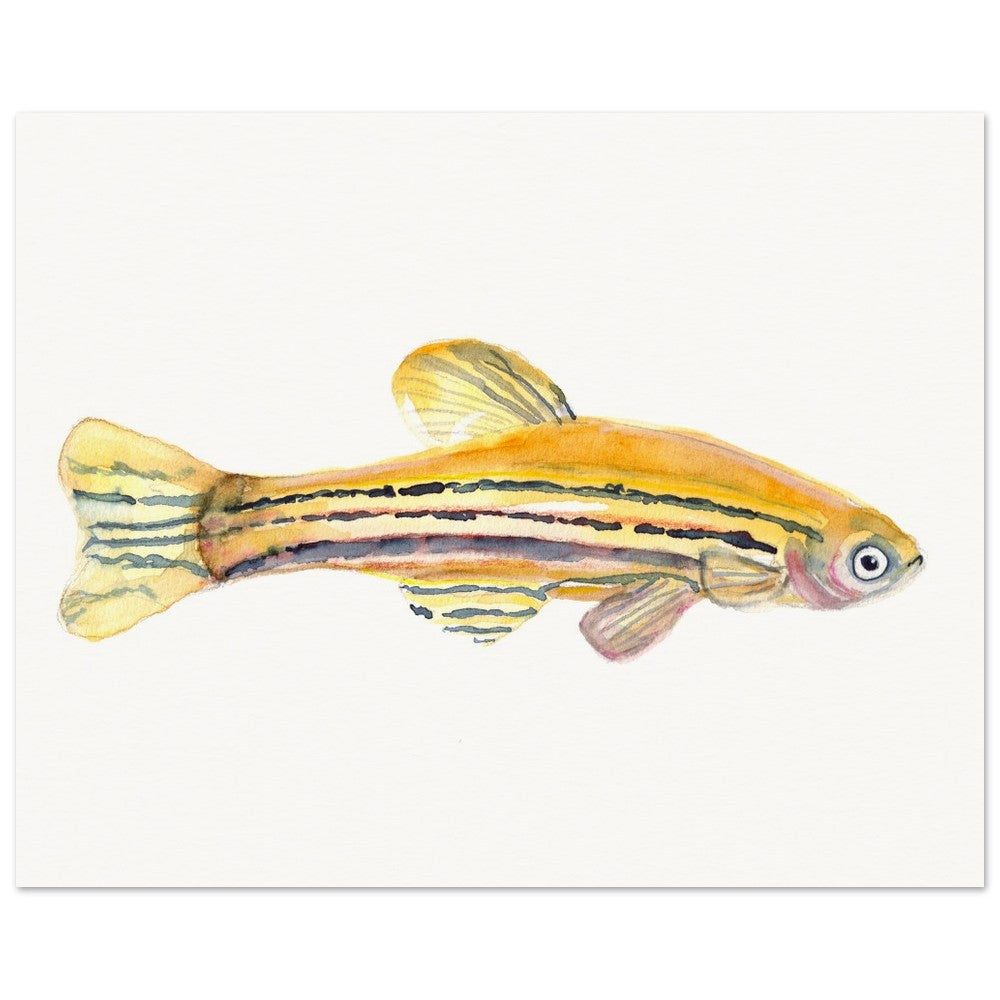 zebrafish watercolor poster by ontogenie
