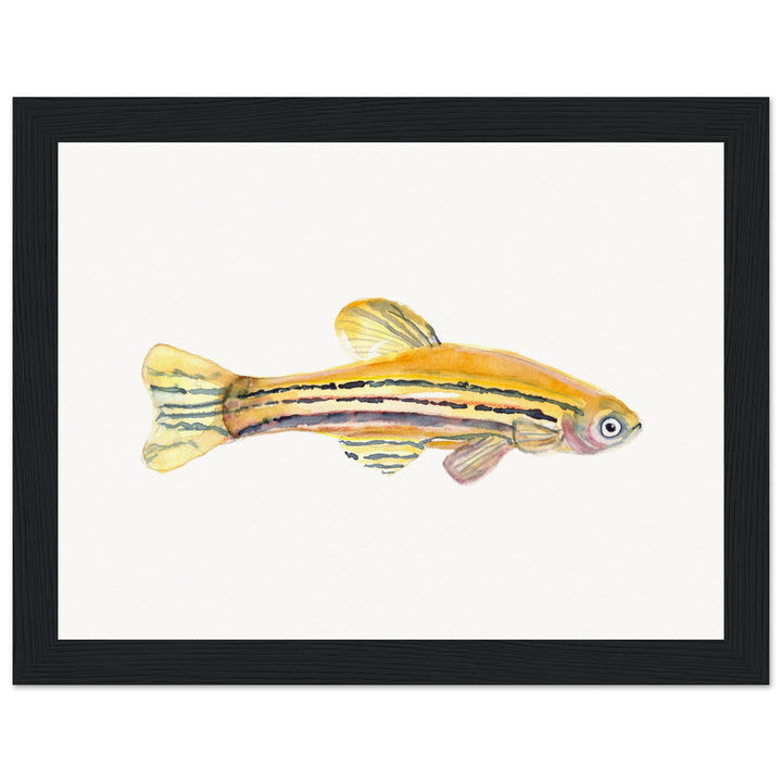 framed print of zebrafish watercolor painting by ontogenie