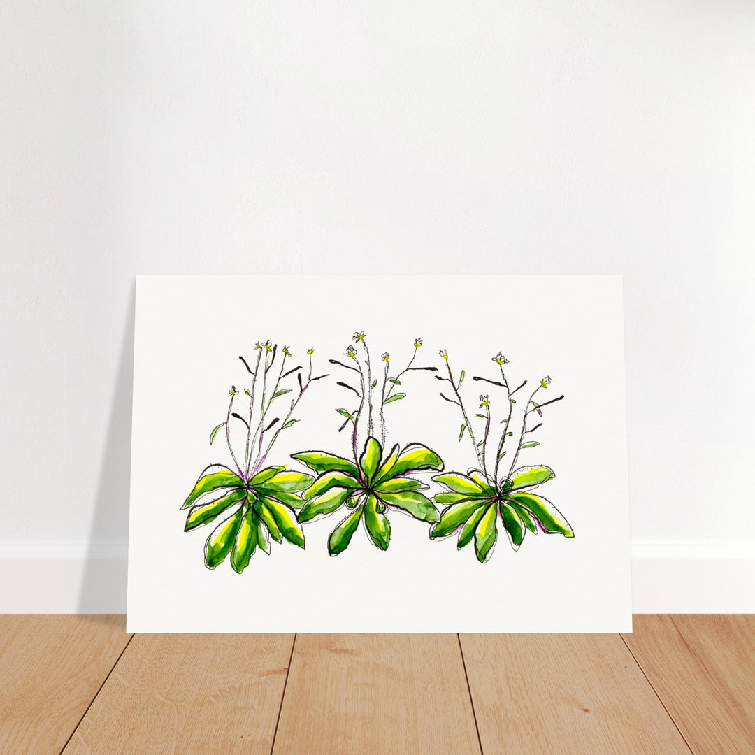arabidopsis thaliana thale cress art print, unframed