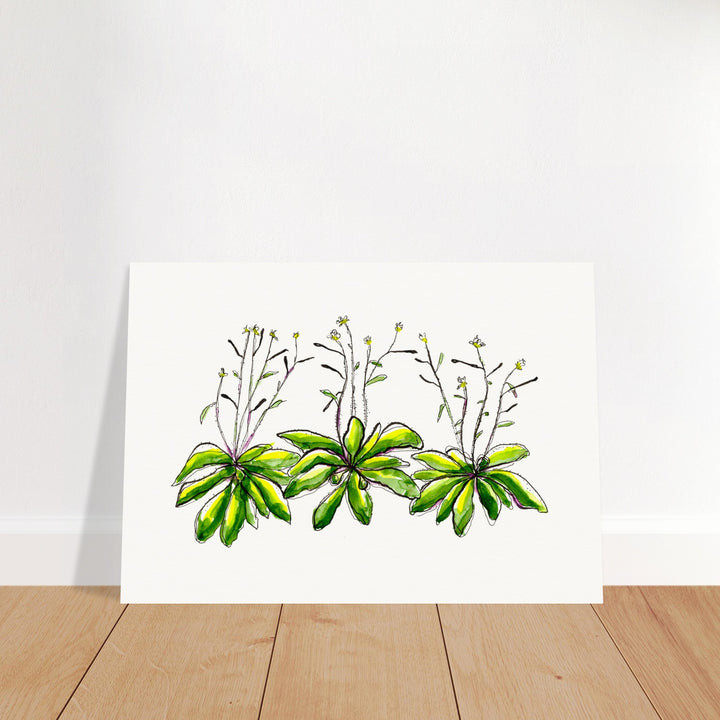 arabidopsis thaliana thale cress art print, unframed