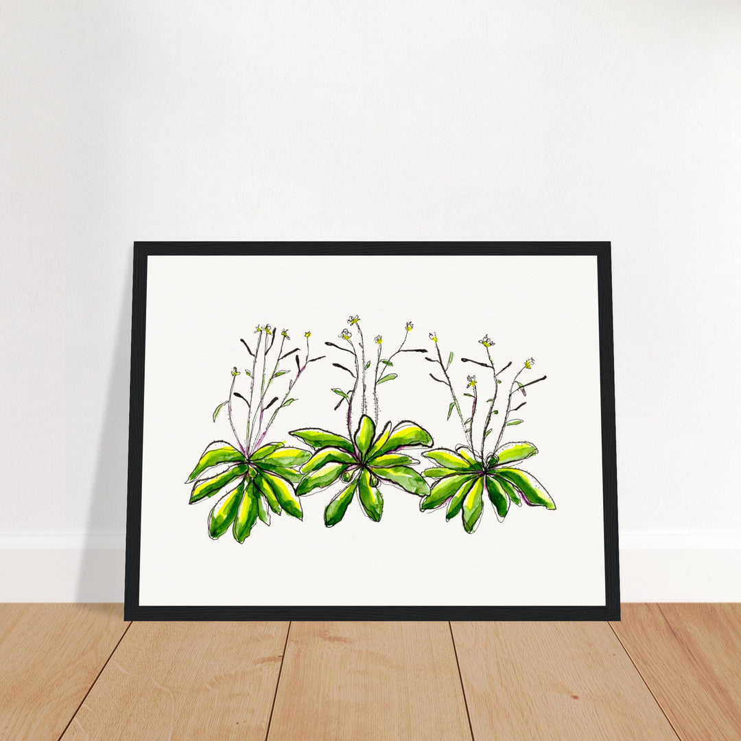 arabidopsis thaliana thale cress art print, black frame