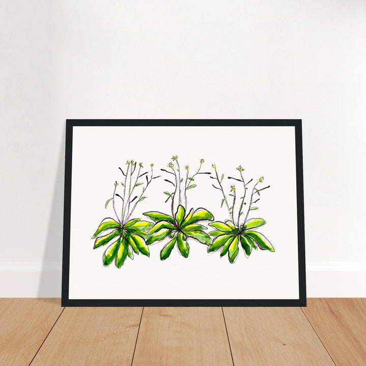 arabidopsis thaliana thale cress art print, black frame