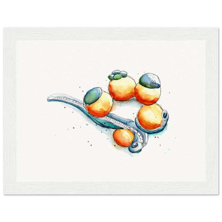 framed print of zebrafish development watercolor painting by ontogenie