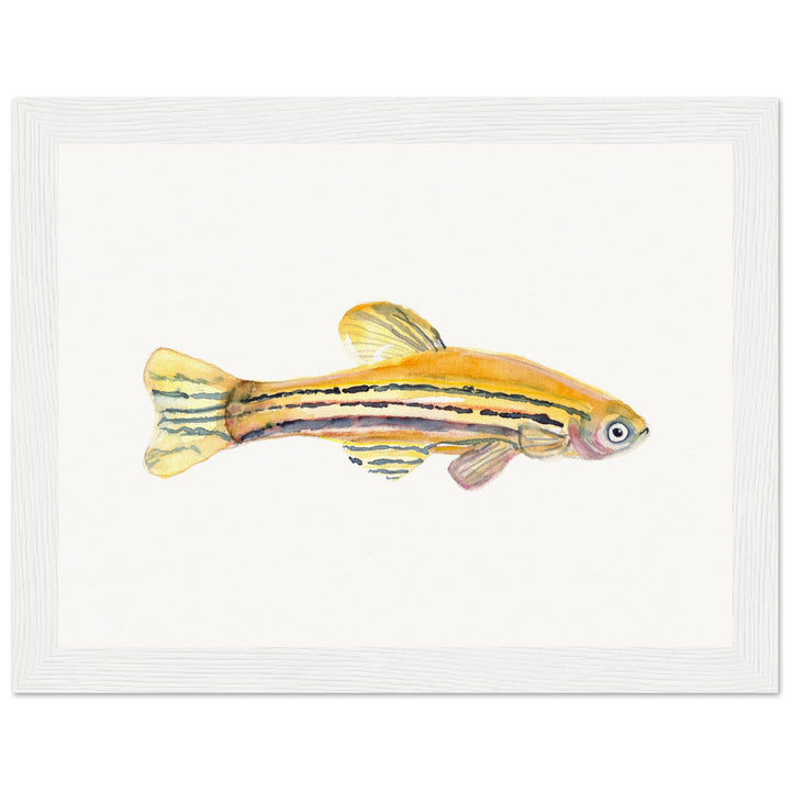 framed print of zebrafish watercolor painting by ontogenie