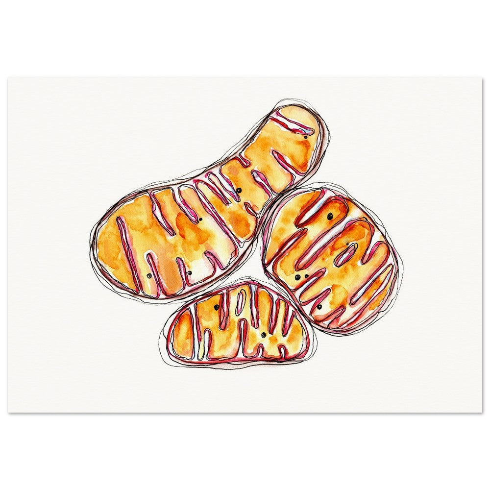 mitochondria art print by ontogenie