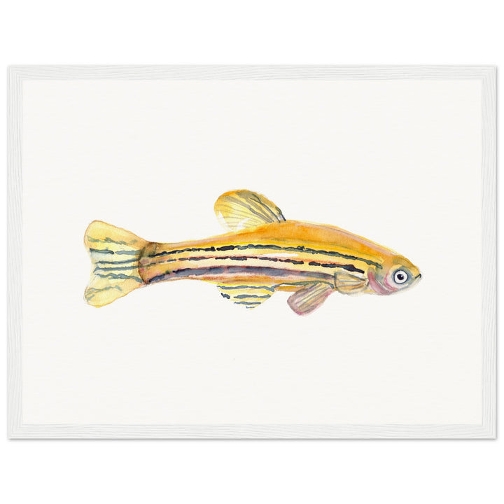 framed print of zebrafish watercolor painting by ontogenie