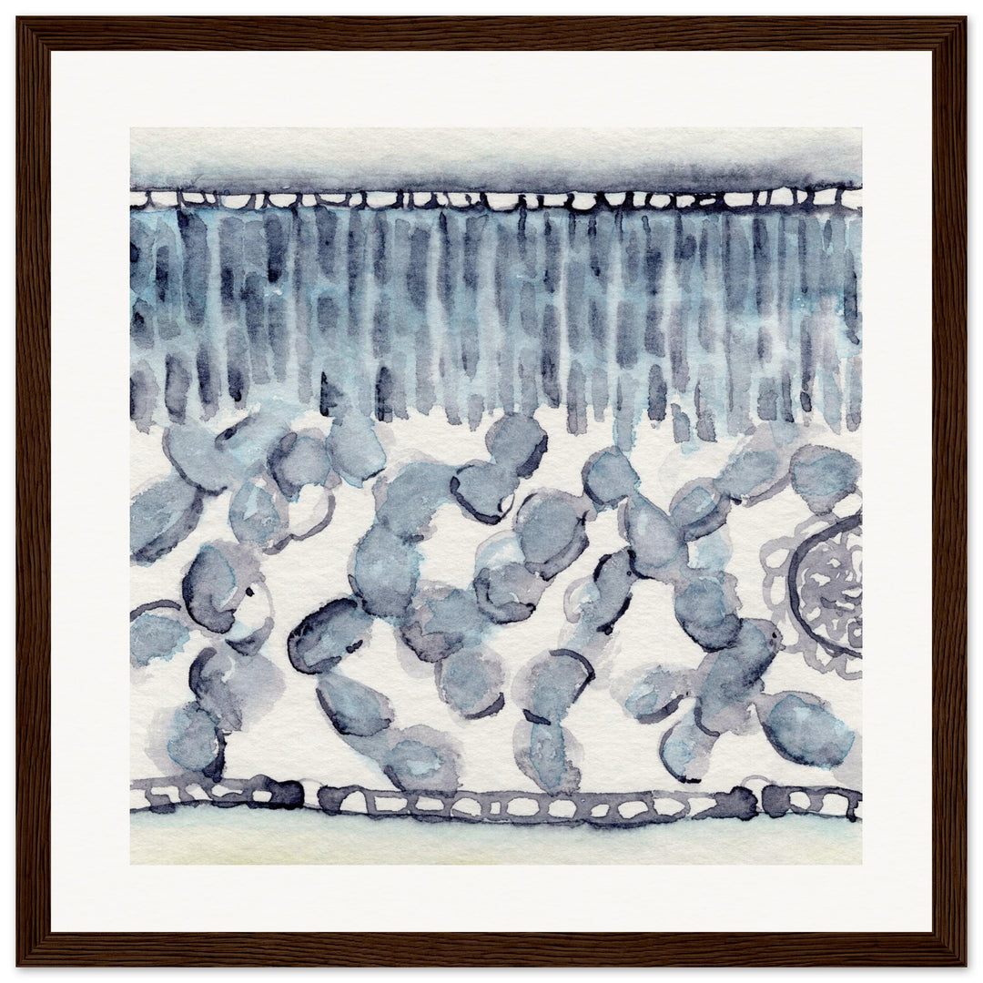 dicot leaf cross section abstract watercolor framed print