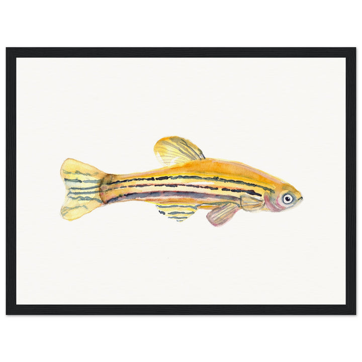 framed print of zebrafish watercolor painting by ontogenie