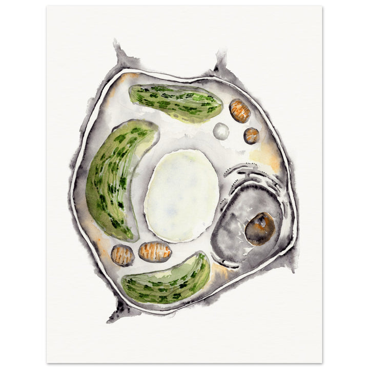 abstract watercolor plant cell art print by ontogenie