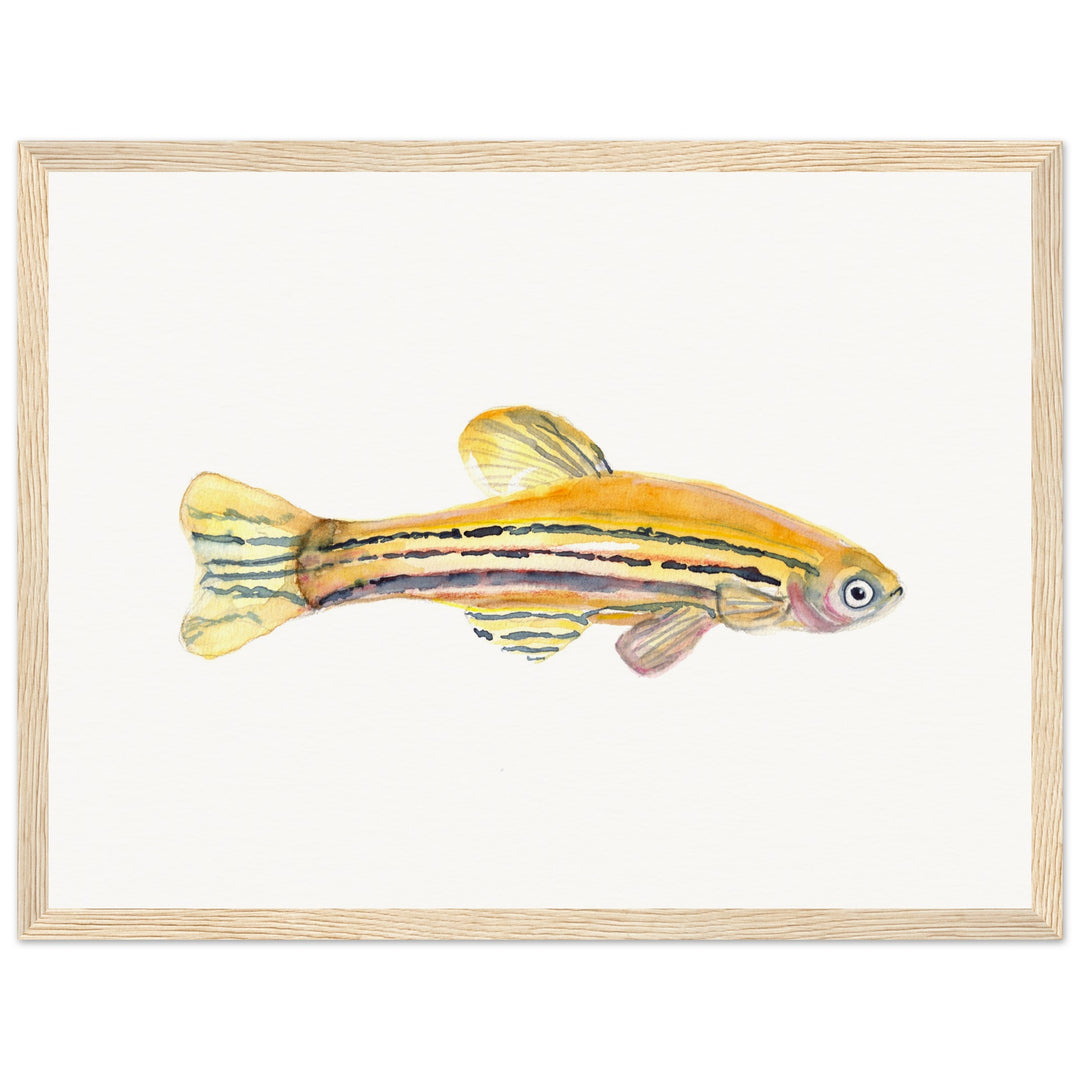 framed print of zebrafish watercolor painting by ontogenie