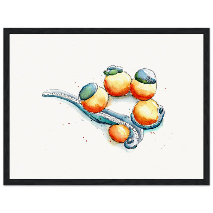 framed print of zebrafish development watercolor painting by ontogenie