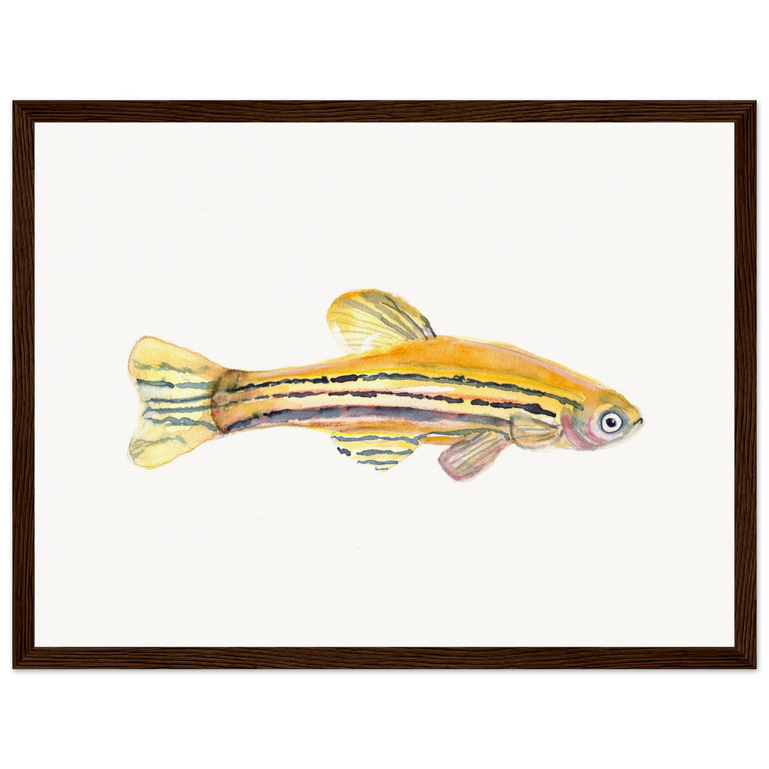 framed print of zebrafish watercolor painting by ontogenie