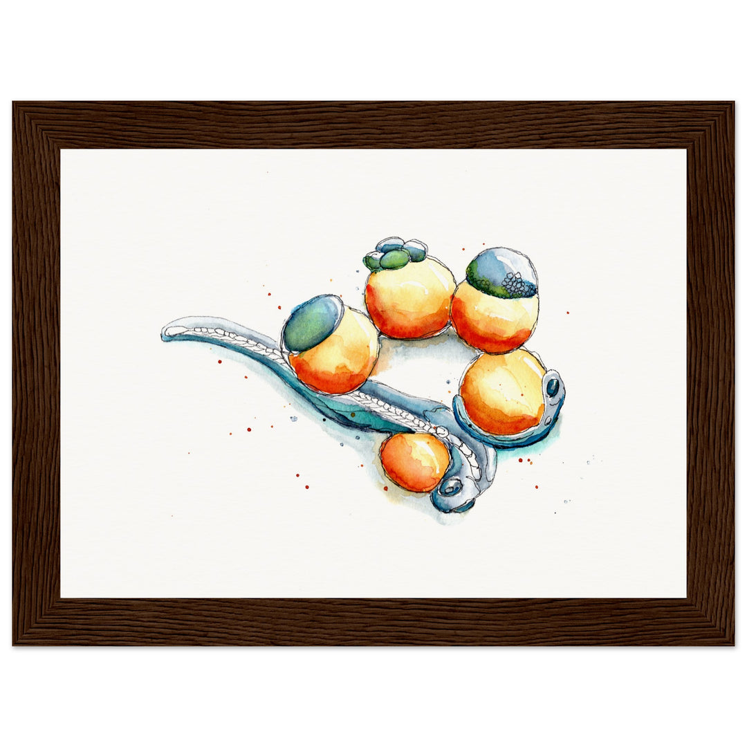 framed print of zebrafish development watercolor painting by ontogenie