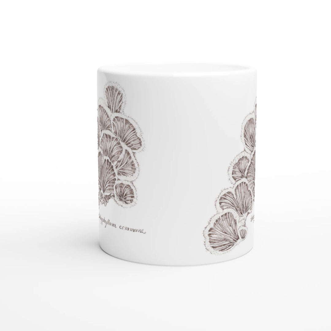 Split gill mushroom Schizophyllum commune standard mug