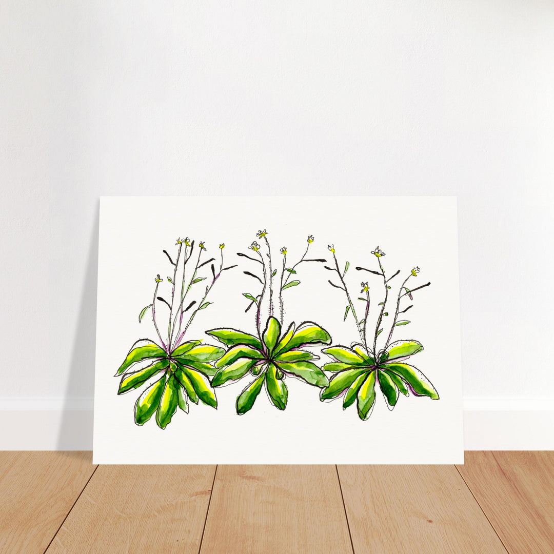 arabidopsis thaliana thale cress watercolor art print by ontogenie