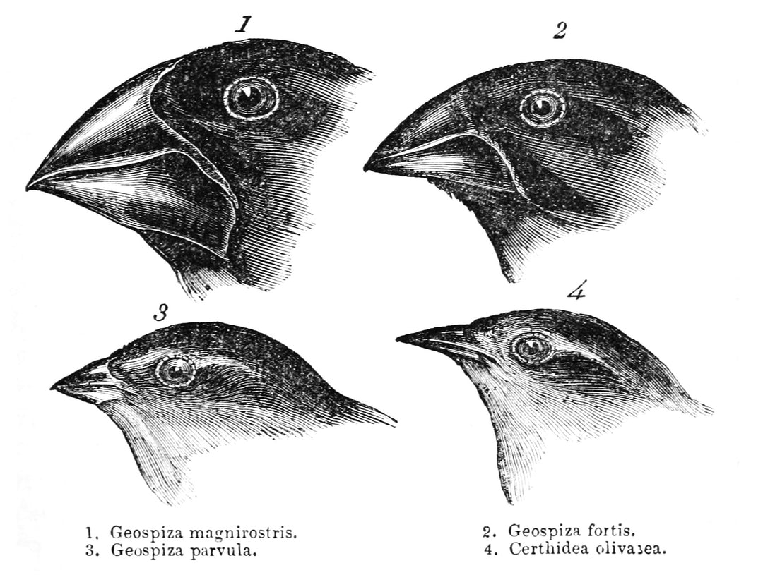 john gould's illustration of the Darwin Finches