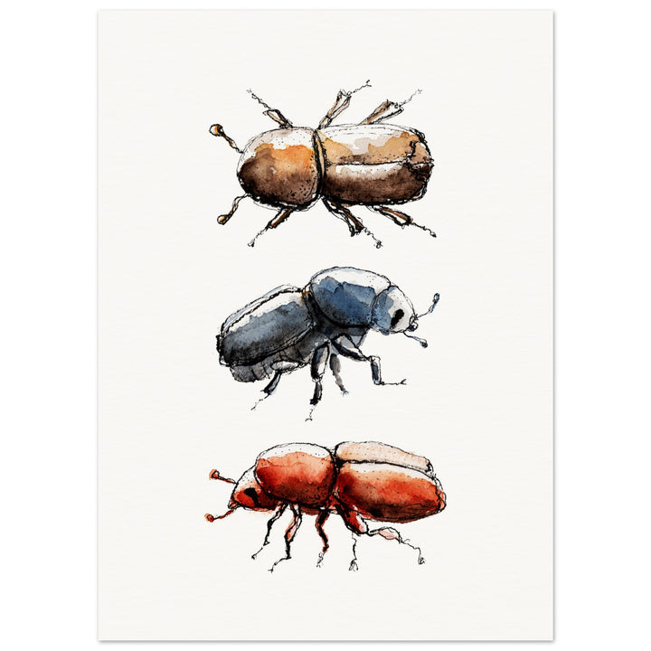 bark beetle watercolor painting print by ontogenie