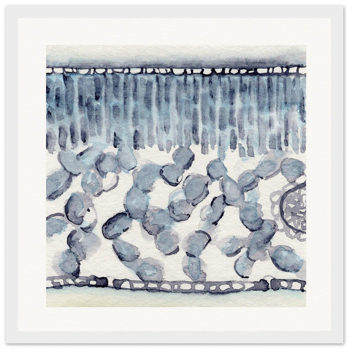 dicot leaf cross section abstract watercolor framed print