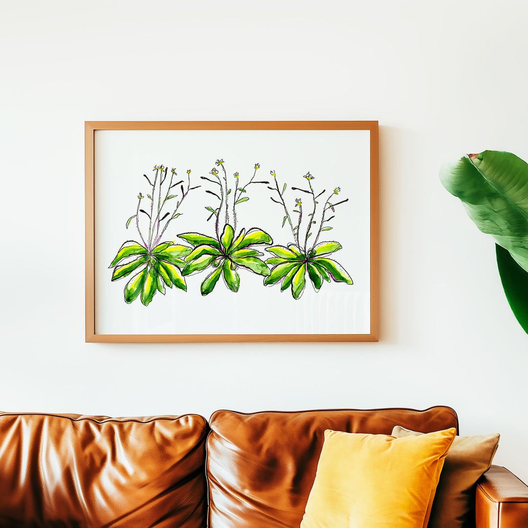 arabidopsis thaliana thale cress art print, wood frame