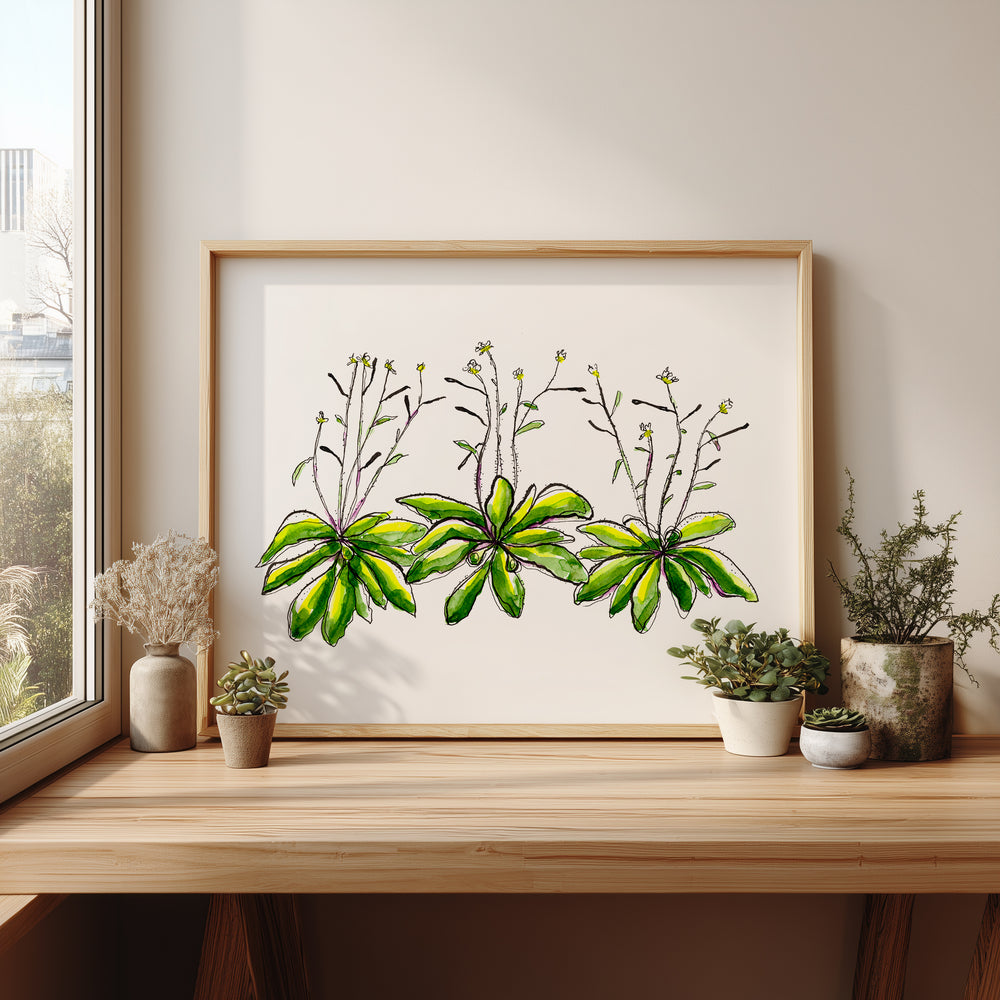 arabidopsis thaliana thale cress art print, wood frame