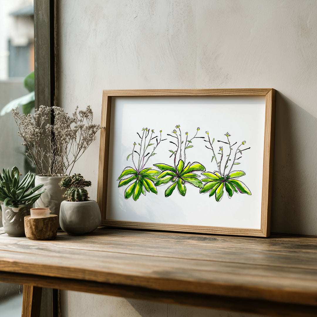 arabidopsis thaliana thale cress art print, wood frame