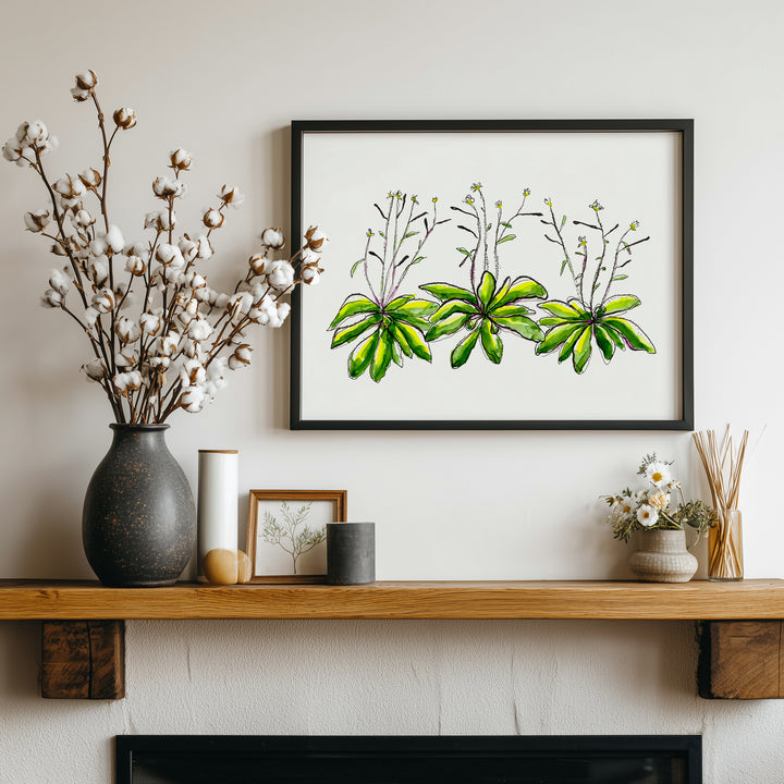 arabidopsis thaliana thale cress art print, black wood frame