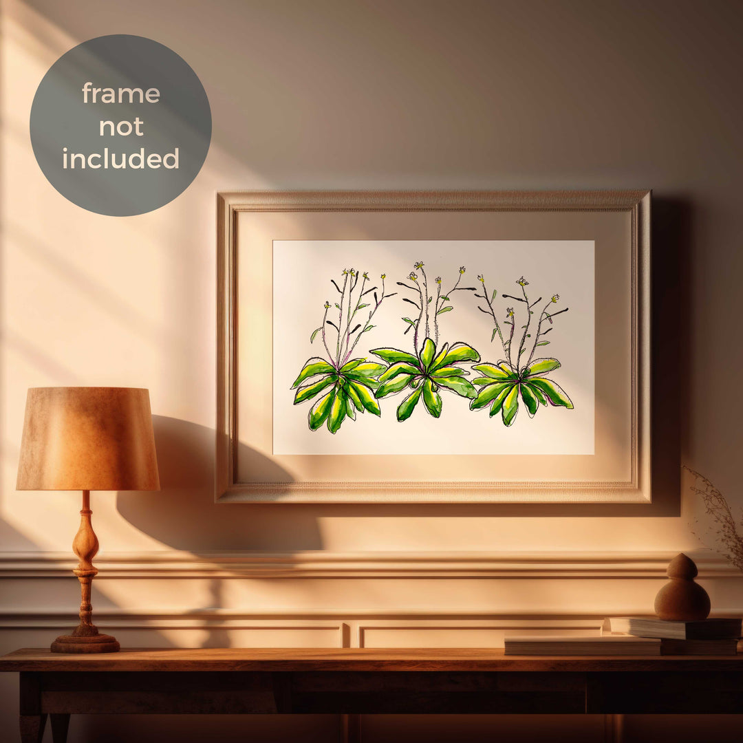 arabidopsis watercolor art print by ontogenie in room and frame mockup