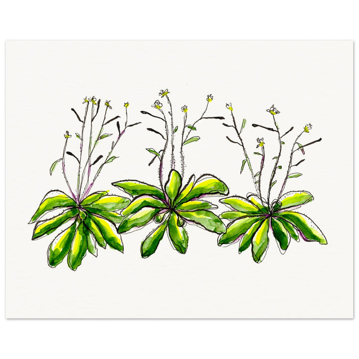 arabidopsis thaliana thale cress watercolor art print by ontogenie