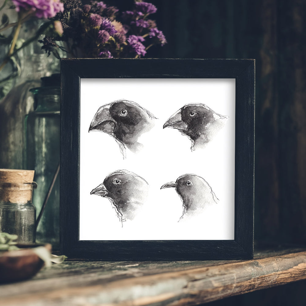 darwin galapagos finches watercolor and ink art print