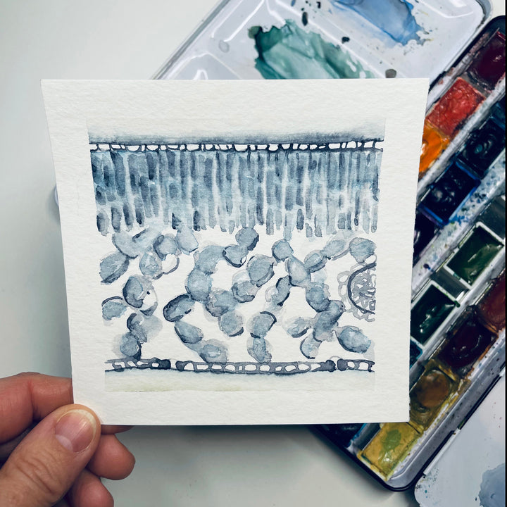 dicot leaf cross section abstract watercolor painting