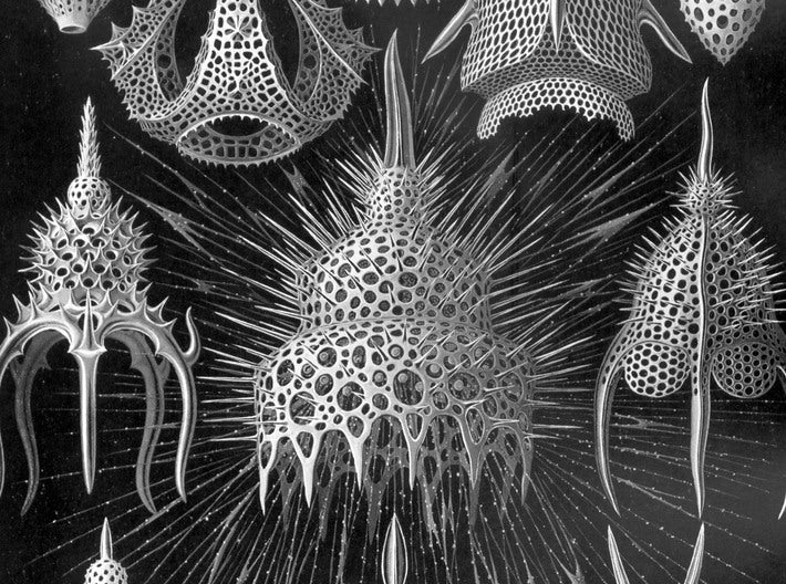 Großer Radiolaria 'Spumellaria' Anhänger
