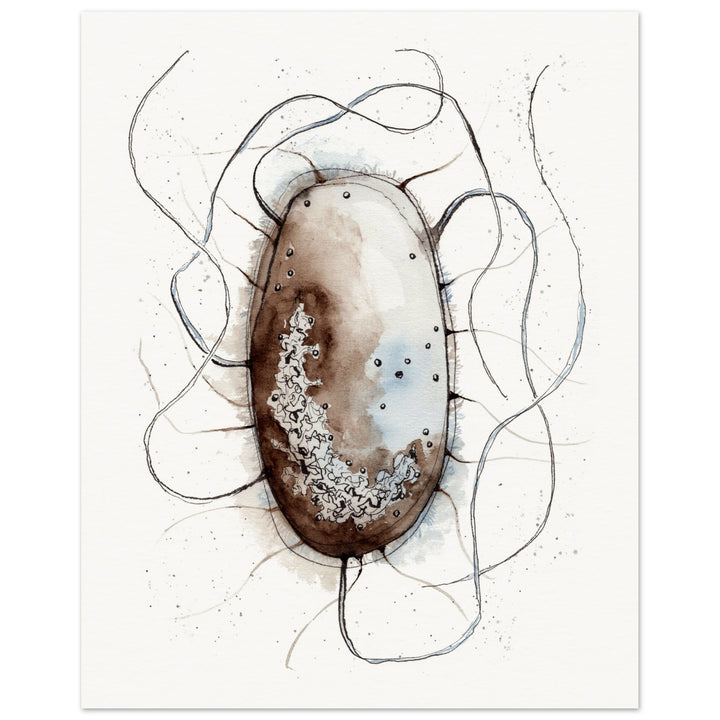 print of original watercolor painting of an E. coli bacterium by ontogenie