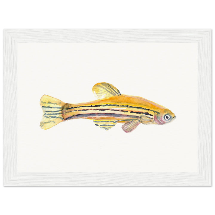 framed print of zebrafish watercolor painting by ontogenie