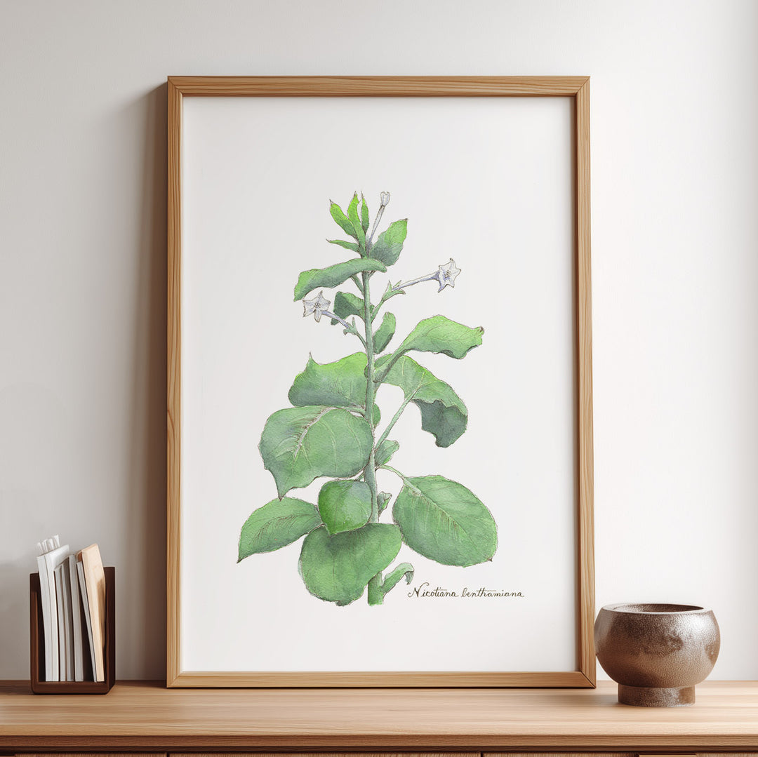 Nicotiana benthamiana plant framed print