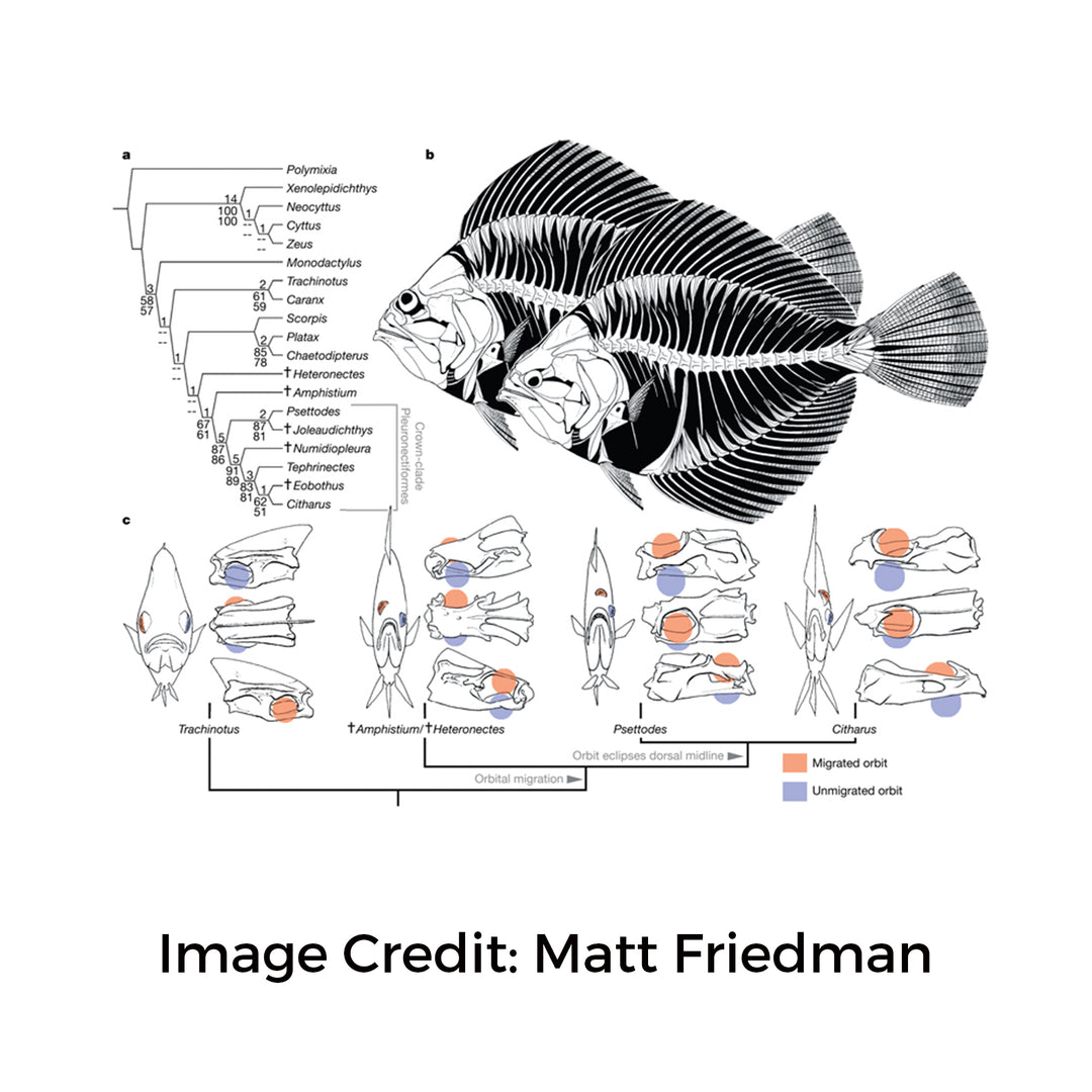 image by matt friedman of transitional fossil fish